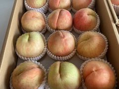 -南汇新场正宗水蜜桃采摘