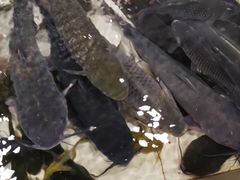 -铁锅炖灶台鱼老三炖鱼馆