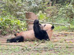-成都大熊猫繁育研究基地
