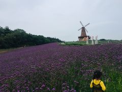 -大塘金香草谷