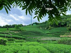 -龙坞茶村