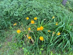 -黑龙江省森林植物园