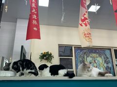-猫小院猫主题餐厅(南锣旗舰店)