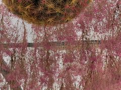 -上海鲜花港