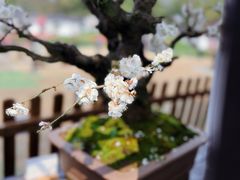 -香雪海