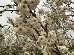 -天适樱花悠乐园