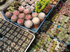 -三圣花乡旅游区