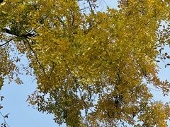 -重庆市江北嘴中央商务区中央公园