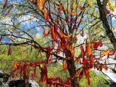 -叠溪松坪沟景区