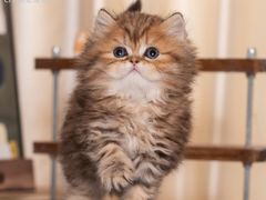 -小猫来了·猫舍(红山六九七九店)