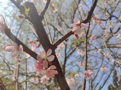 -桃花堤公园