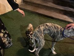 -LA  PETANQUE(泰安路店)