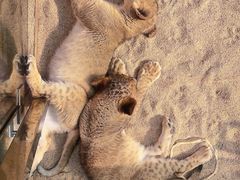 -北京野生动物园