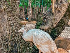 -西双版纳傣族园