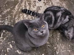 -猫猫幼稚园·撸猫·桌游·电玩