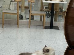-喵园·猫主题咖啡厅·撸猫·猫咖(国贸店)
