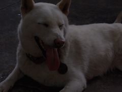 -柴犬高等学院·狗咖·柴犬售卖·宠物训练