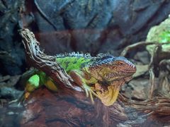 -绿色星球动物主题公园