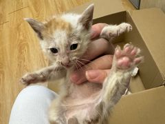 -安安宠医宠物医院·异宠·犬猫内科(岳阳分院)