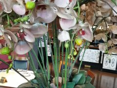 -八府香鸭·啫啫煲(华山路店)