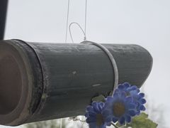 -高东镇樱花园