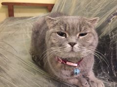 -猫色咖啡·猫咖