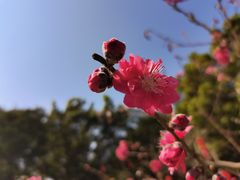 -番禺大夫山森林公园