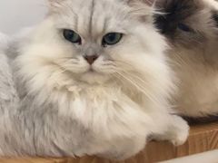-李小姐の猫咖啡馆(五角场店)