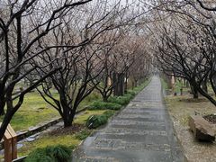 -香雪海