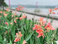 -张坝桂圆林公园