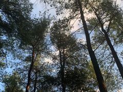 -重庆睡佛山森林公园