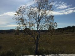 -塞罕坝国家级自然保护区