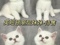 -小猫来了·猫舍(红山六九七九店)