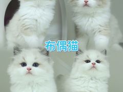 -lincat·猫舍(广州店)