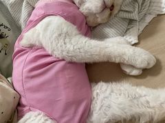 -创凡宠物医院·骨专科  猫科中心(西乡分院)