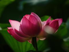 -黄兴公园