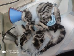 -瑞派天宁宠物医院·猫科·异宠中心