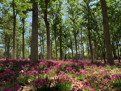 -大兴滨河森林公园