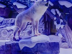 -上海海昌海洋公园