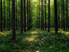 -黄海国家森林公园