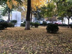-山东省立医院(中心院区)