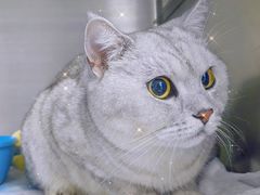 -纳吉亚猫专科动物医院·北北分院
