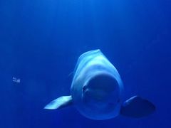 -多彩贵州城极地海洋世界