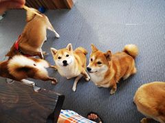 -柴源莊·柴小宠柴犬咖啡