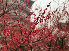 -洋湖国家湿地公园