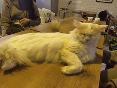 -平行世界·猫咖(首经贸店)