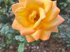 -人民公园(罗湖区)