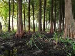 -溱湖国家湿地公园