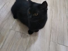 -李小姐の猫咖啡馆(五角场店)
