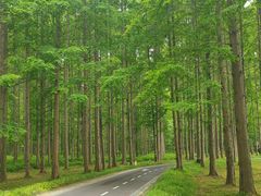 -黄海国家森林公园